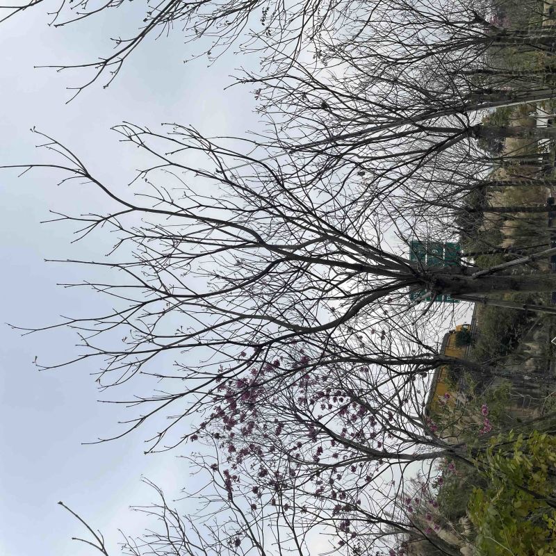 绣球紫花风铃木