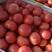 硬粉冷棚西红柿，大量上市，质量好，货源充足，适合运输！
