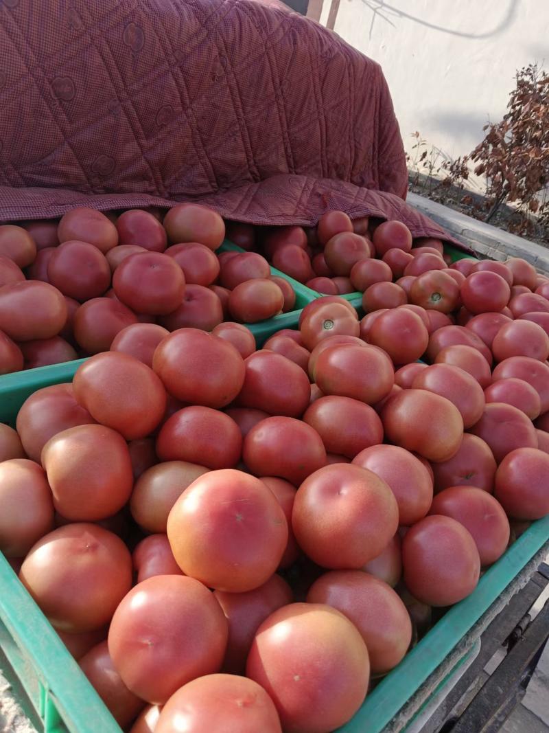 硬粉冷棚西红柿，大量上市，质量好，货源充足，适合运输！