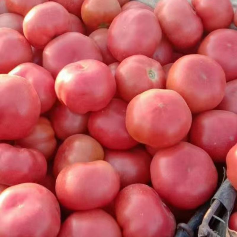 大红西红柿，皮厚耐运输。适合各大批发市场，超市！