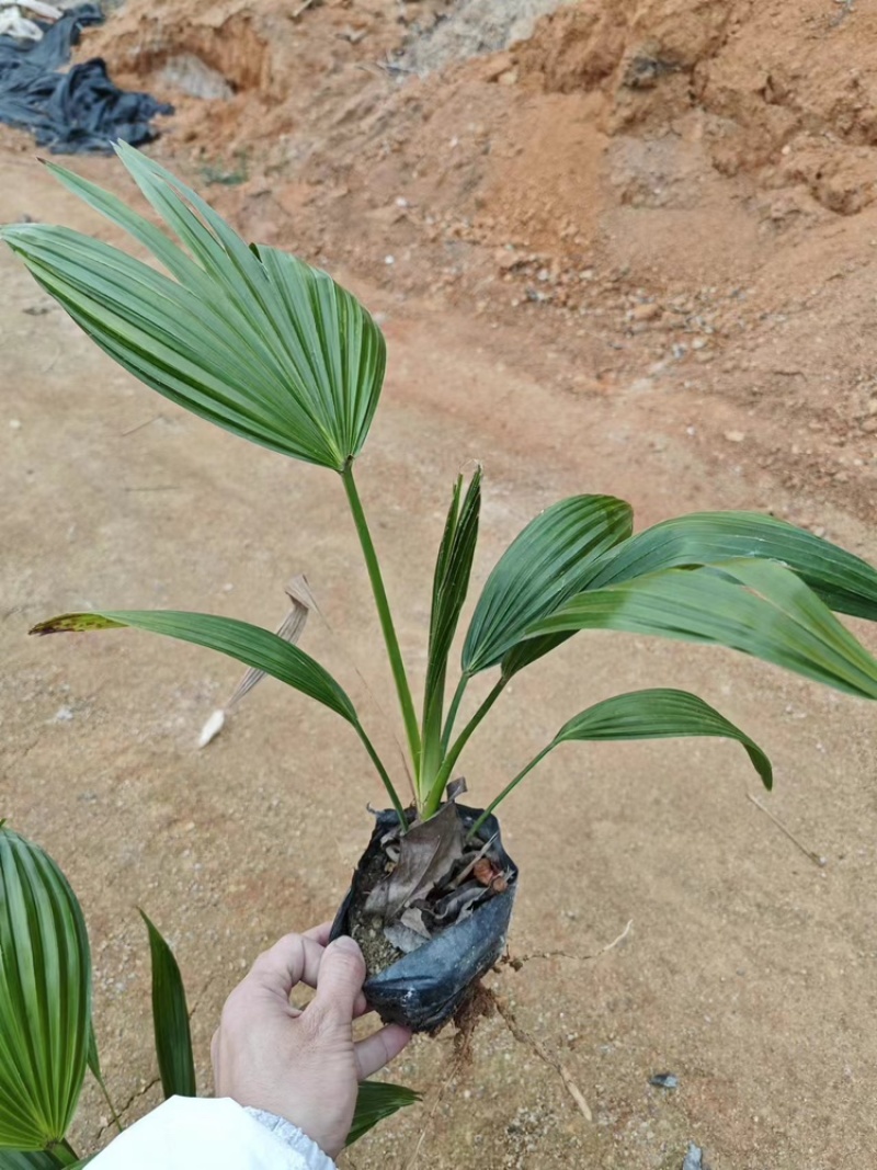 蒲葵福建漳州场地直销蒲葵