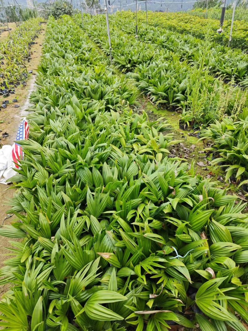 蒲葵福建漳州场地直销蒲葵