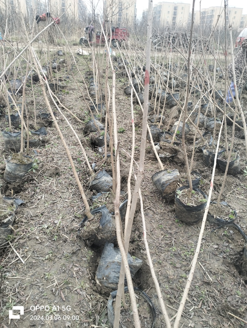 荆门黄连木大杯苗，欢迎咨询实地客户洽谈合作。