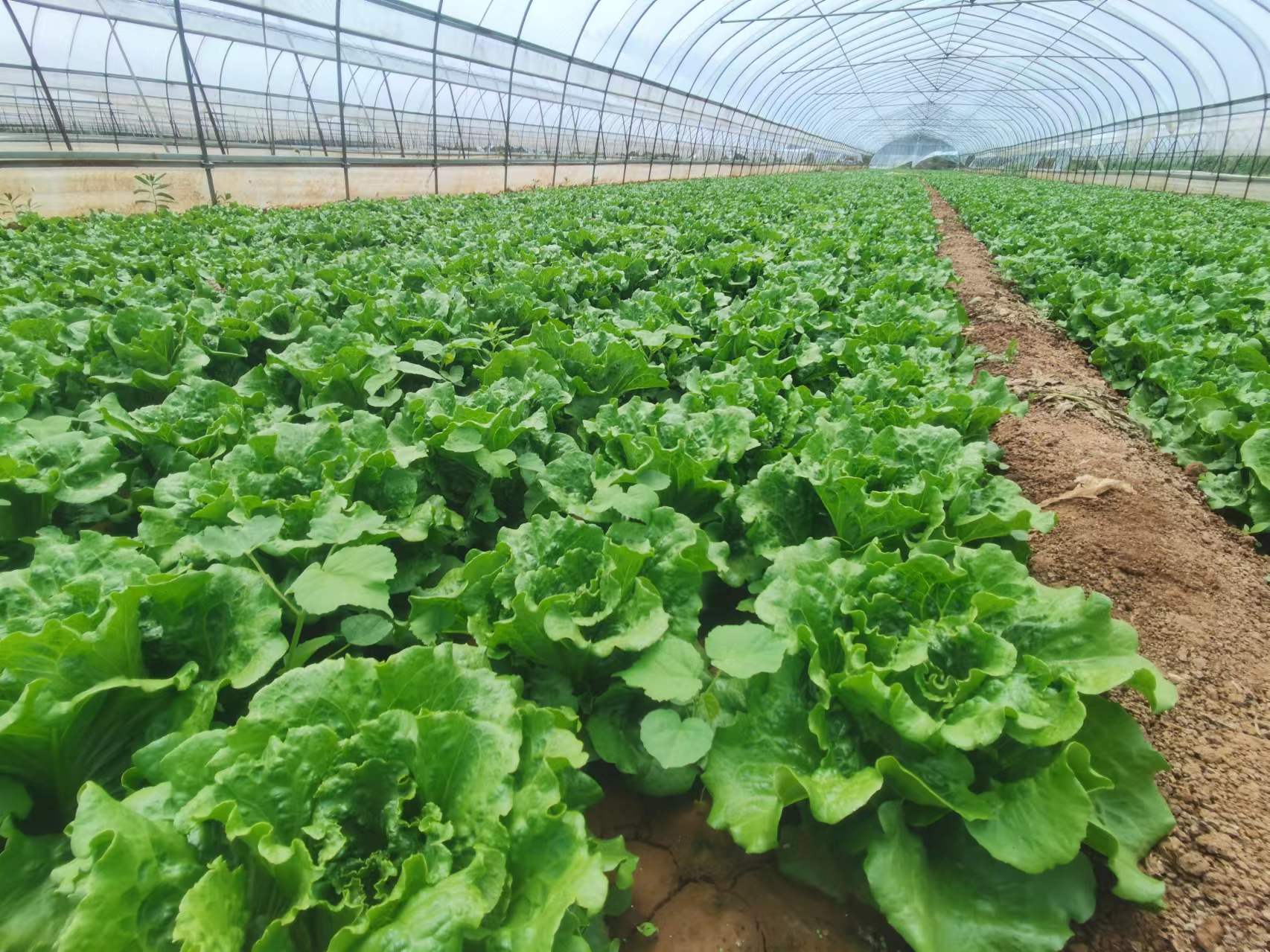 结球生菜设施大棚种植实景图