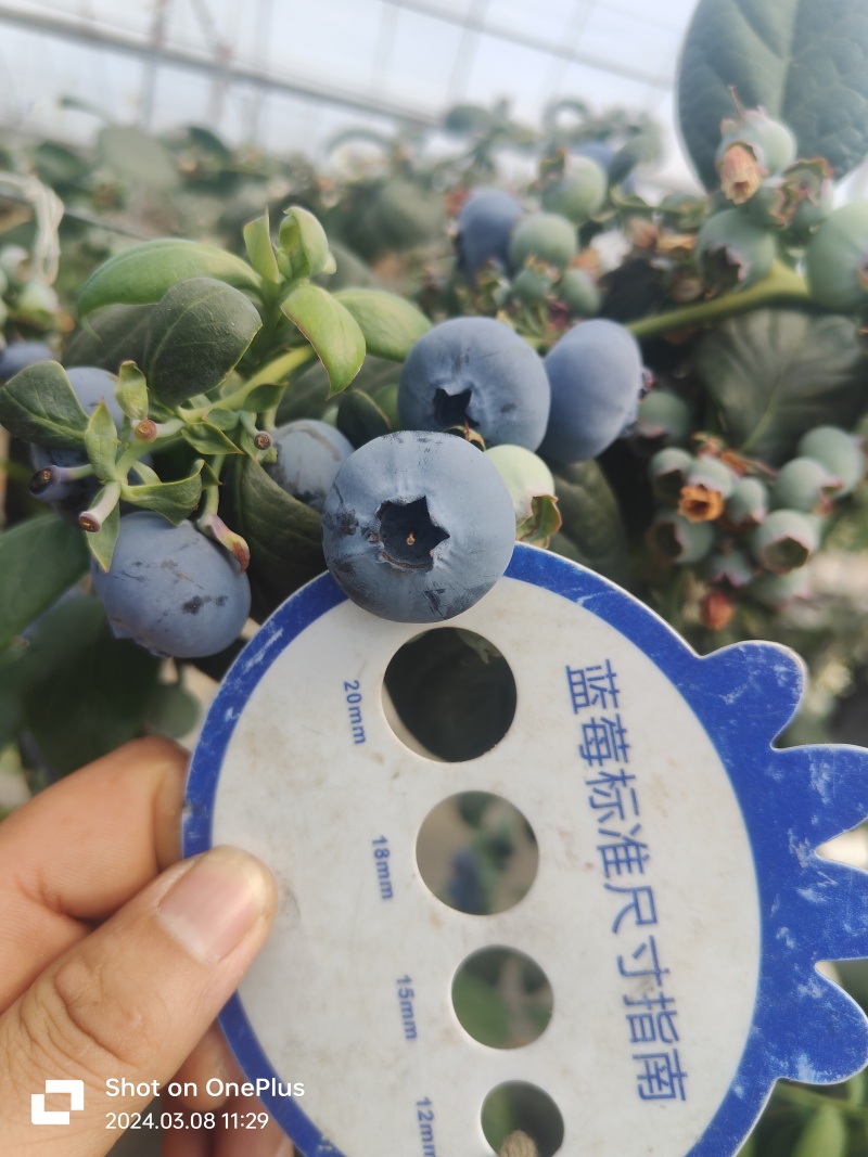 四川大凉山蓝莓L25玫瑰香纯甜无酸电商一件代发