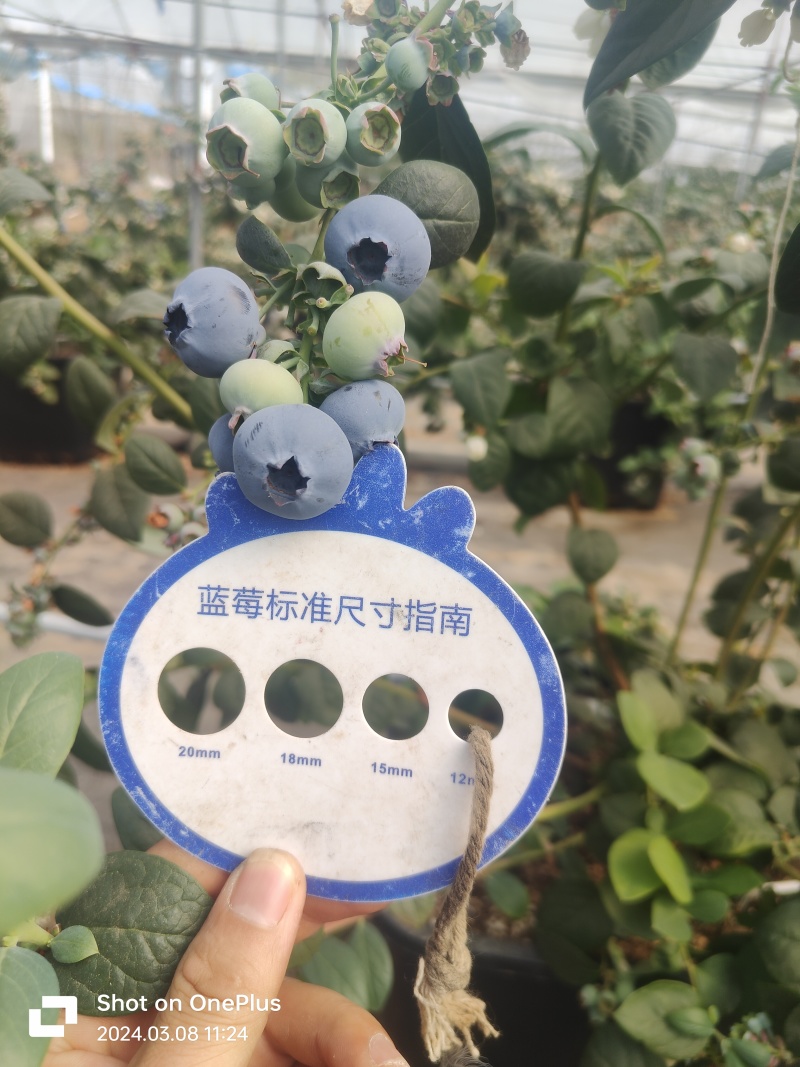 四川大凉山蓝莓L25玫瑰香纯甜无酸电商一件代发