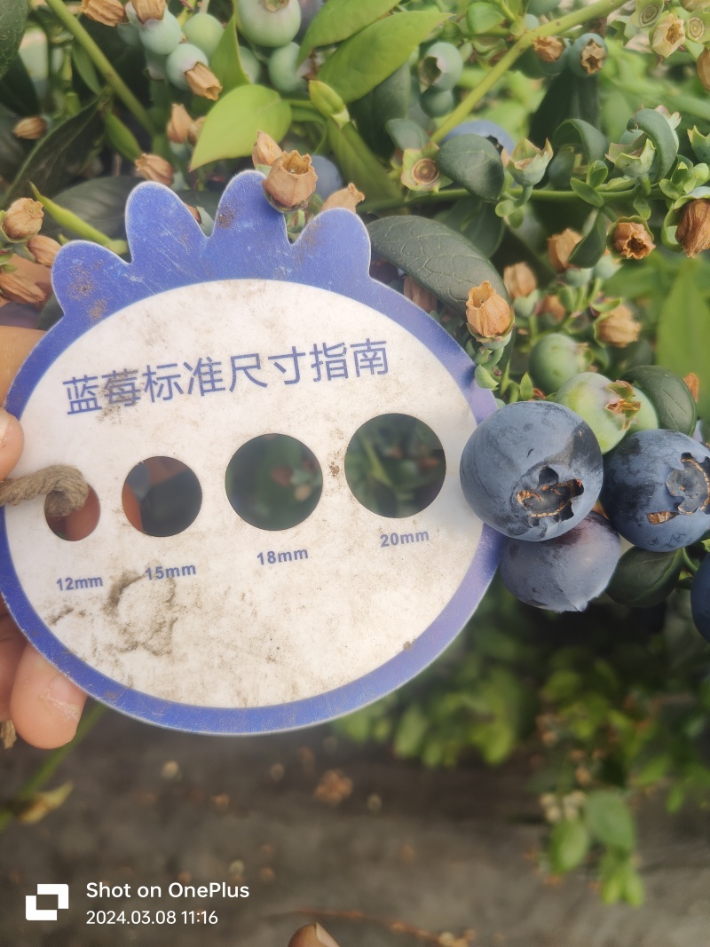 四川大凉山蓝莓L25玫瑰香纯甜无酸电商一件代发