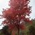 全冠枫香12-25公分，树形优美，移栽苗，成活率高