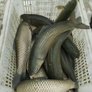 草鱼