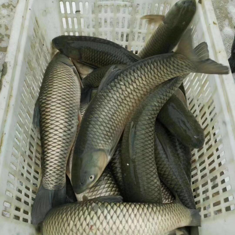 草鱼