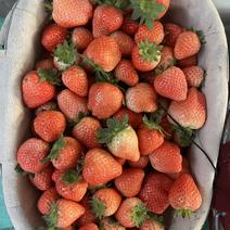 奶油草莓，甜宝草莓，红颜草莓