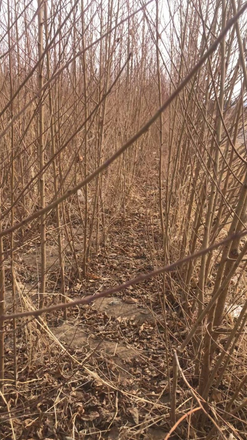 毛桃树苗大量上市毛桃树苗李树苗梨树苗