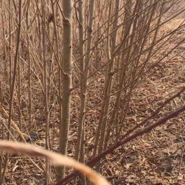 毛桃树苗大量上市毛桃树苗李树苗梨树苗