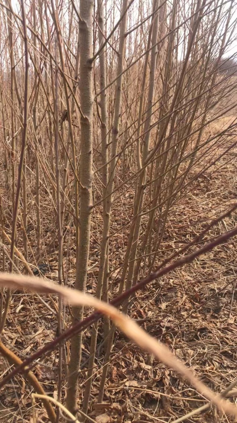 毛桃树苗大量上市毛桃树苗李树苗梨树苗