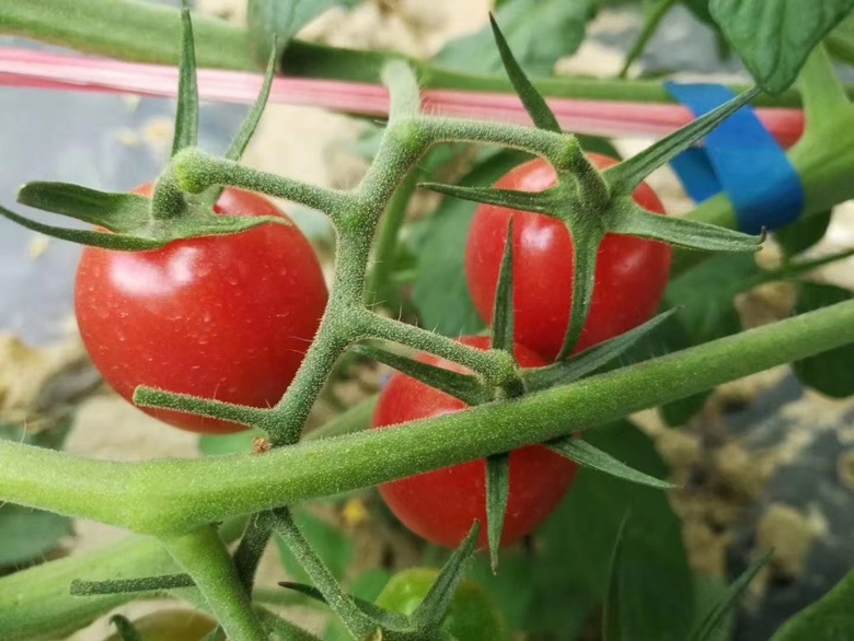 千禧圣女果特写