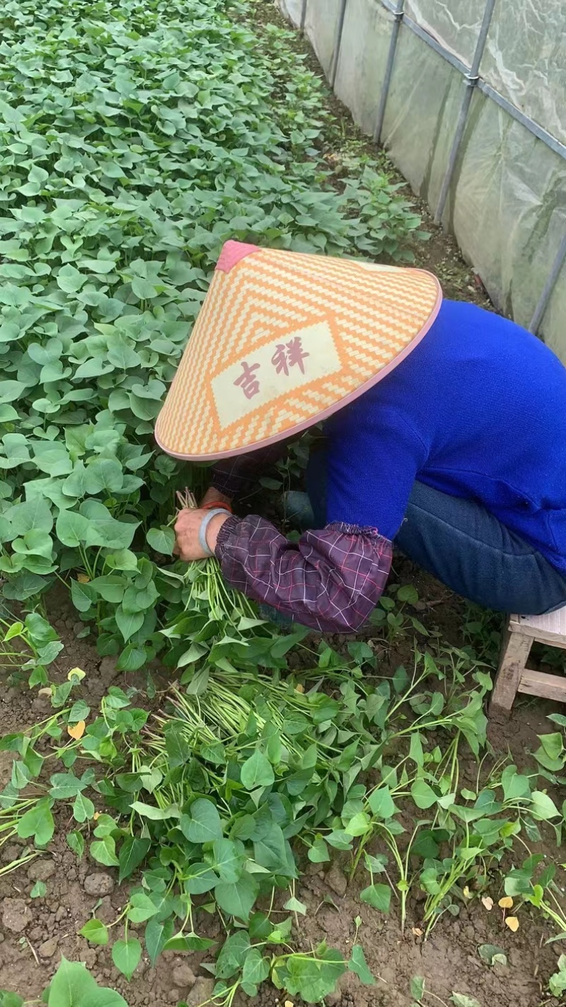 正宗临安天目山香薯苗番薯苗地瓜苗脱毒种苗成活率高