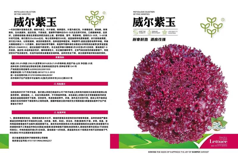 威尔紫玉紫色生菜种子散叶耐热耐寒春秋露地栽培早春种