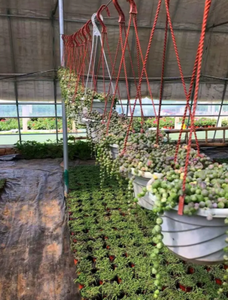 佛珠吊兰锦，佛珠吊兰锦基地，佛珠锦，佛珠吊兰锦小苗