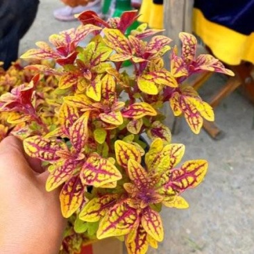 彩叶草,龙爪彩叶草,龙爪草,龙爪彩叶草基地
