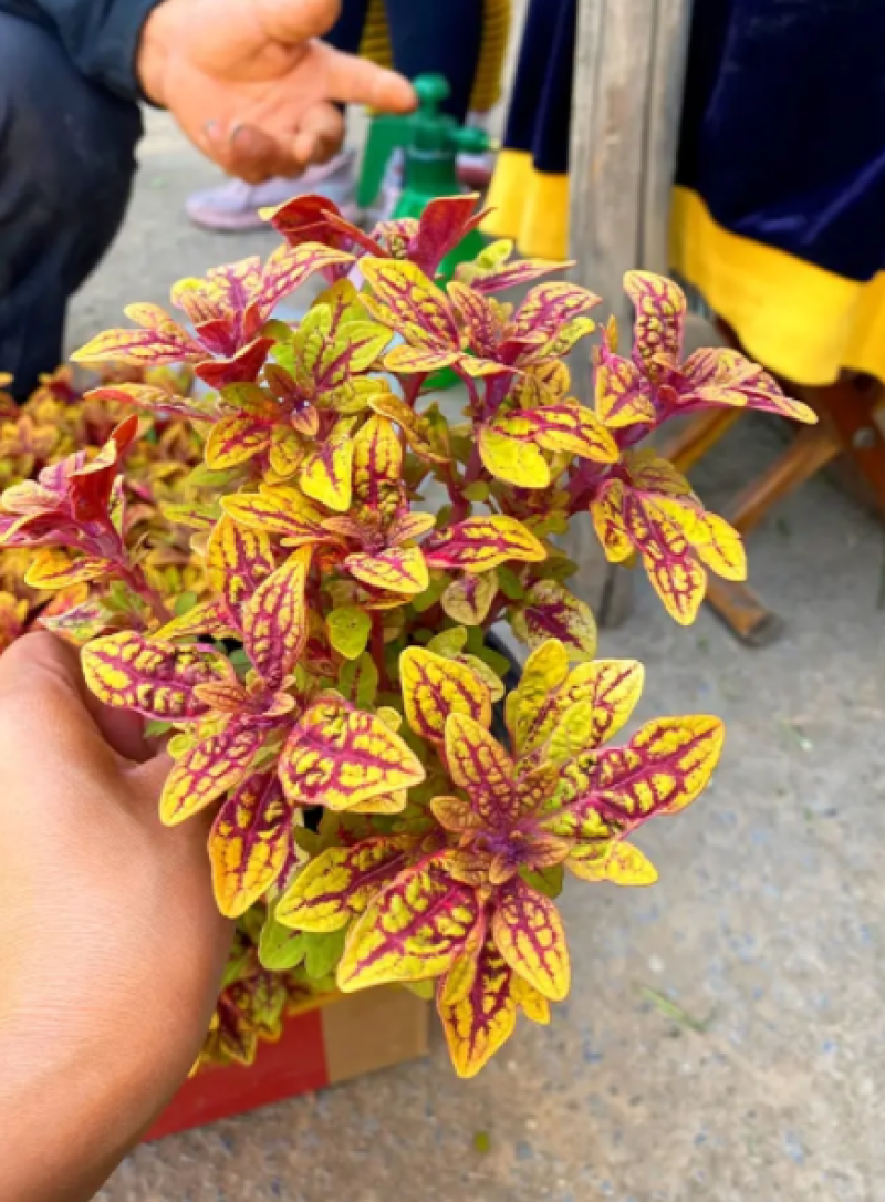 彩叶草，龙爪彩叶草，龙爪草，龙爪彩叶草基地