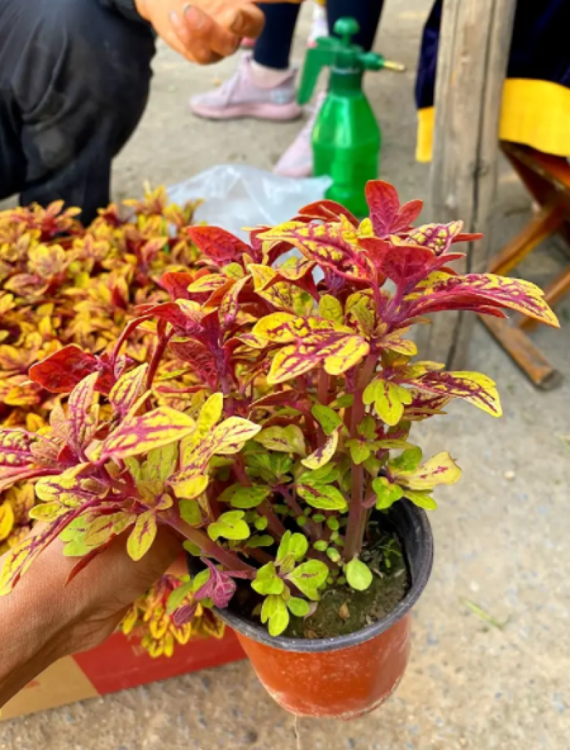 彩叶草，龙爪彩叶草，龙爪草，龙爪彩叶草基地