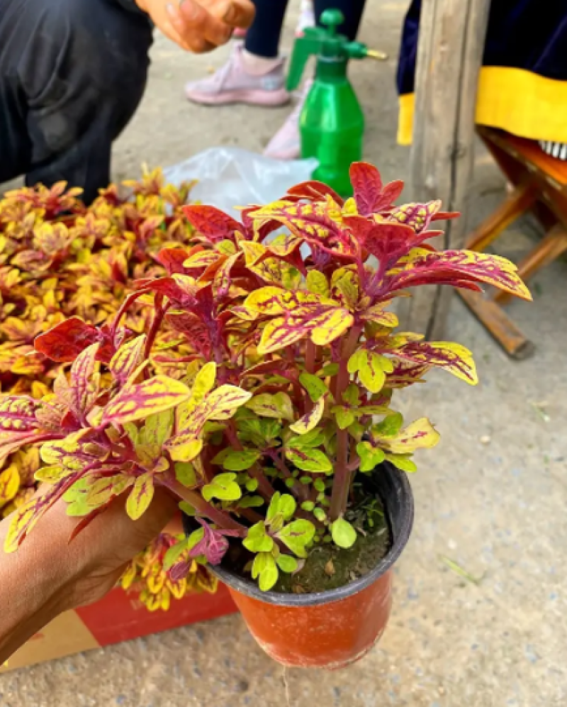 彩叶草，龙爪彩叶草，龙爪草，龙爪彩叶草基地