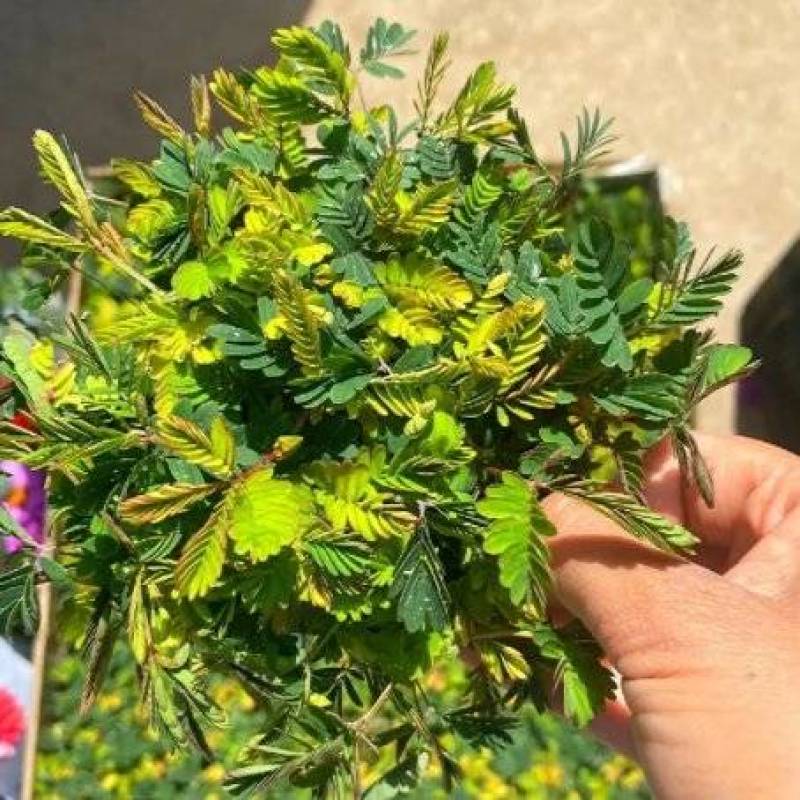 彩叶含羞草，含羞草四季常绿，含羞草花卉盆栽花卉
