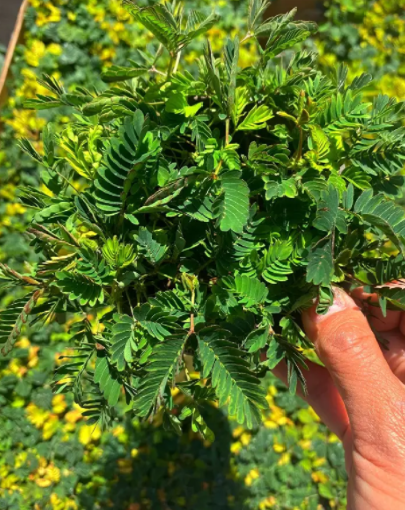 彩叶含羞草，含羞草四季常绿，含羞草花卉盆栽花卉