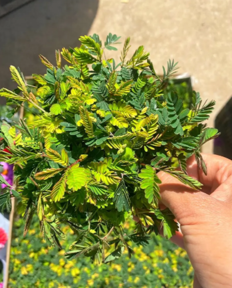 彩叶含羞草，含羞草四季常绿，含羞草花卉盆栽花卉
