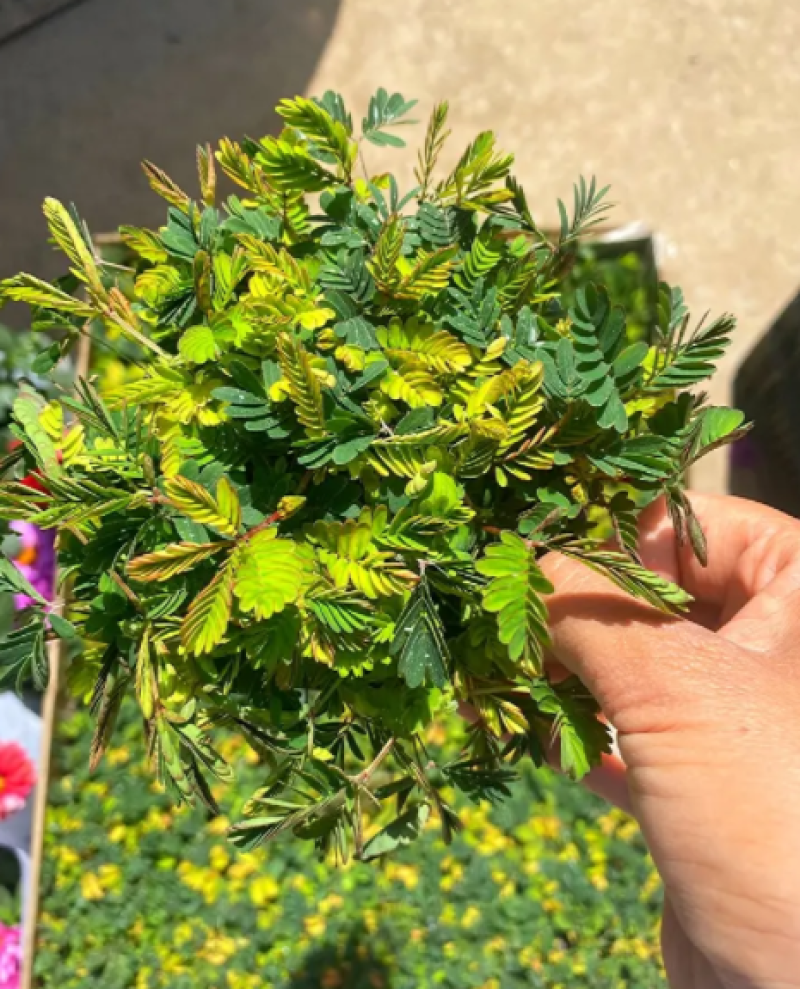 彩叶含羞草，含羞草四季常绿，含羞草花卉盆栽花卉