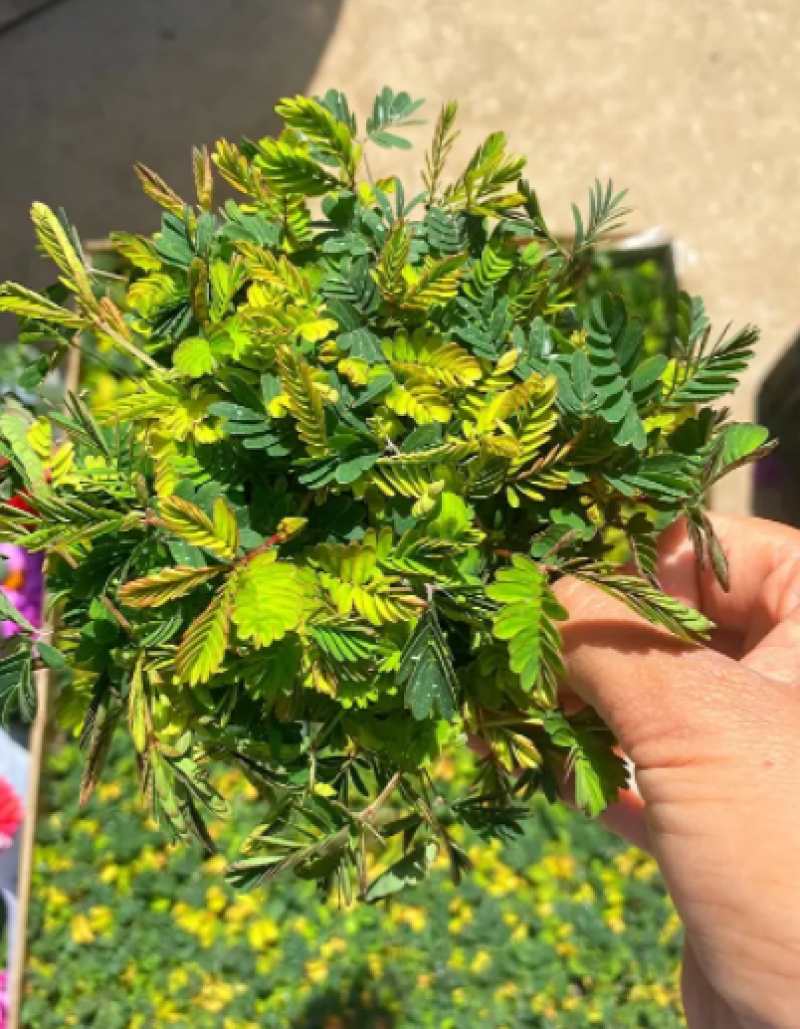 彩叶含羞草，含羞草四季常绿，含羞草花卉盆栽花卉