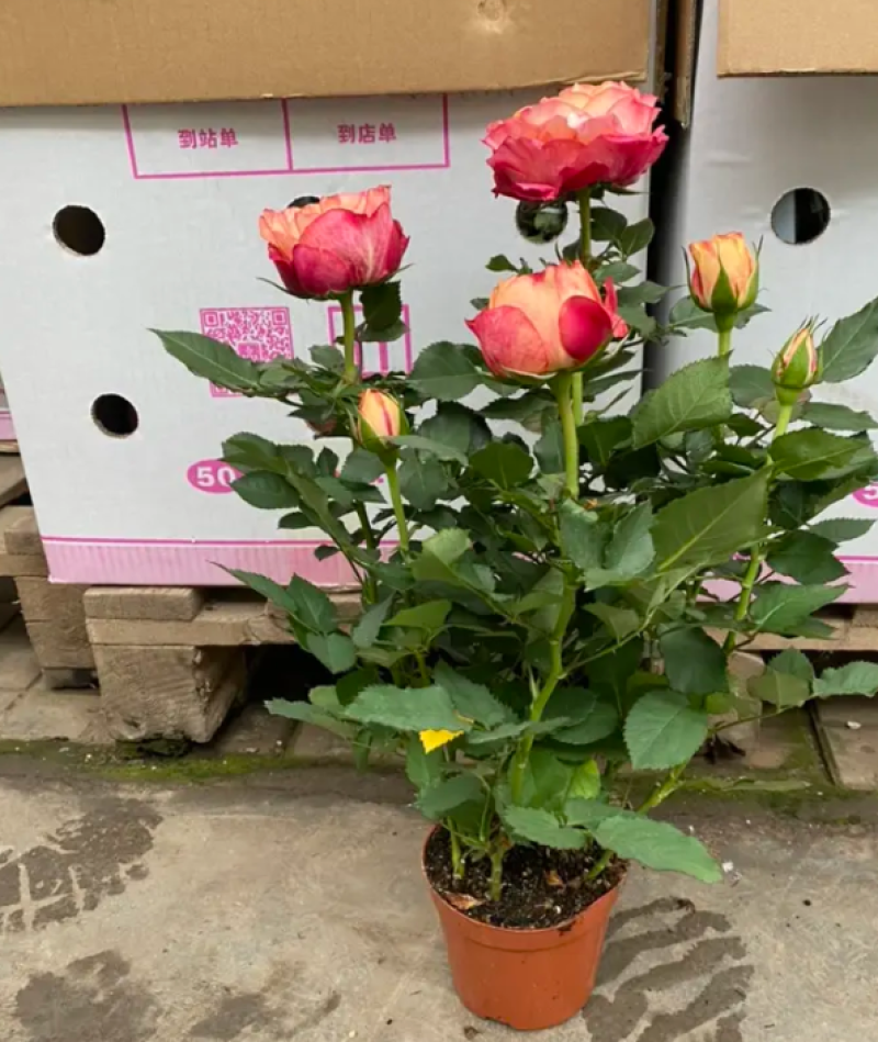 美人玫瑰，大花美人玫瑰，四季玫瑰基地，美人玫瑰基地