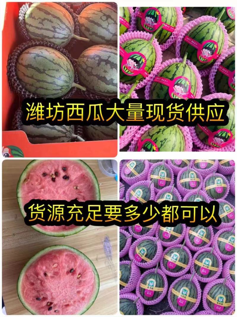 【现货】2K小糖丸吊瓜产地直发各大平台、市场、赶集