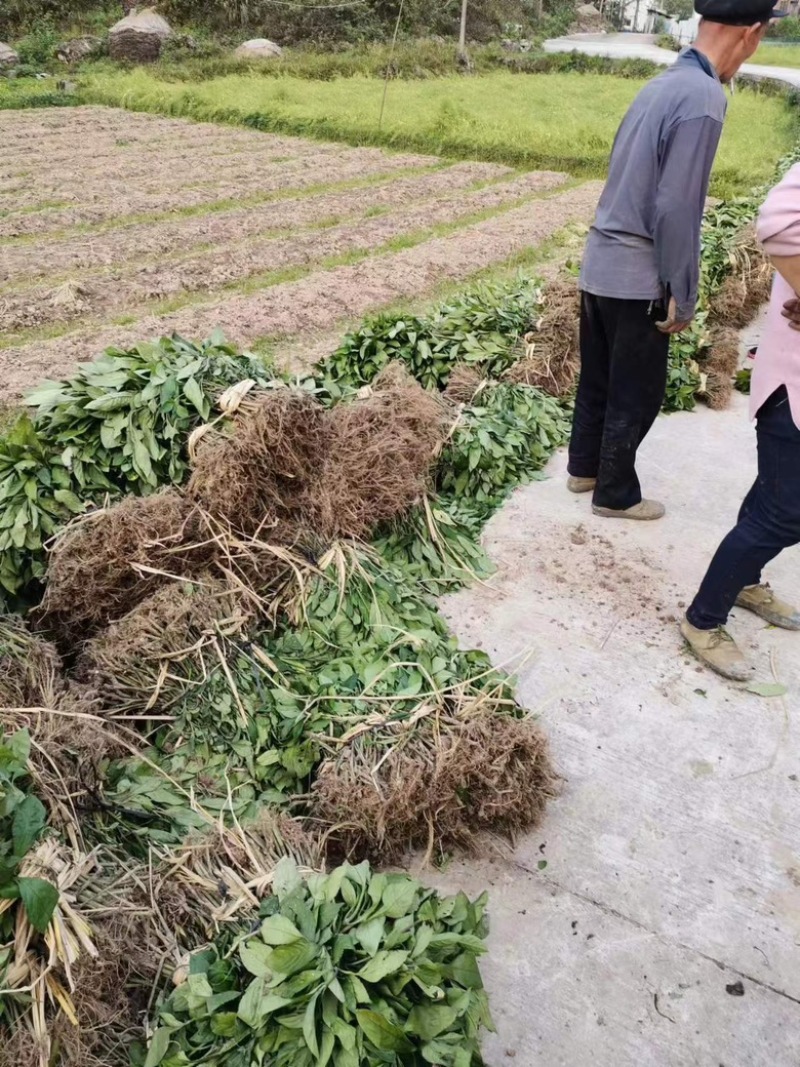 精品南板蓝根苗现货苗高30-40厘米