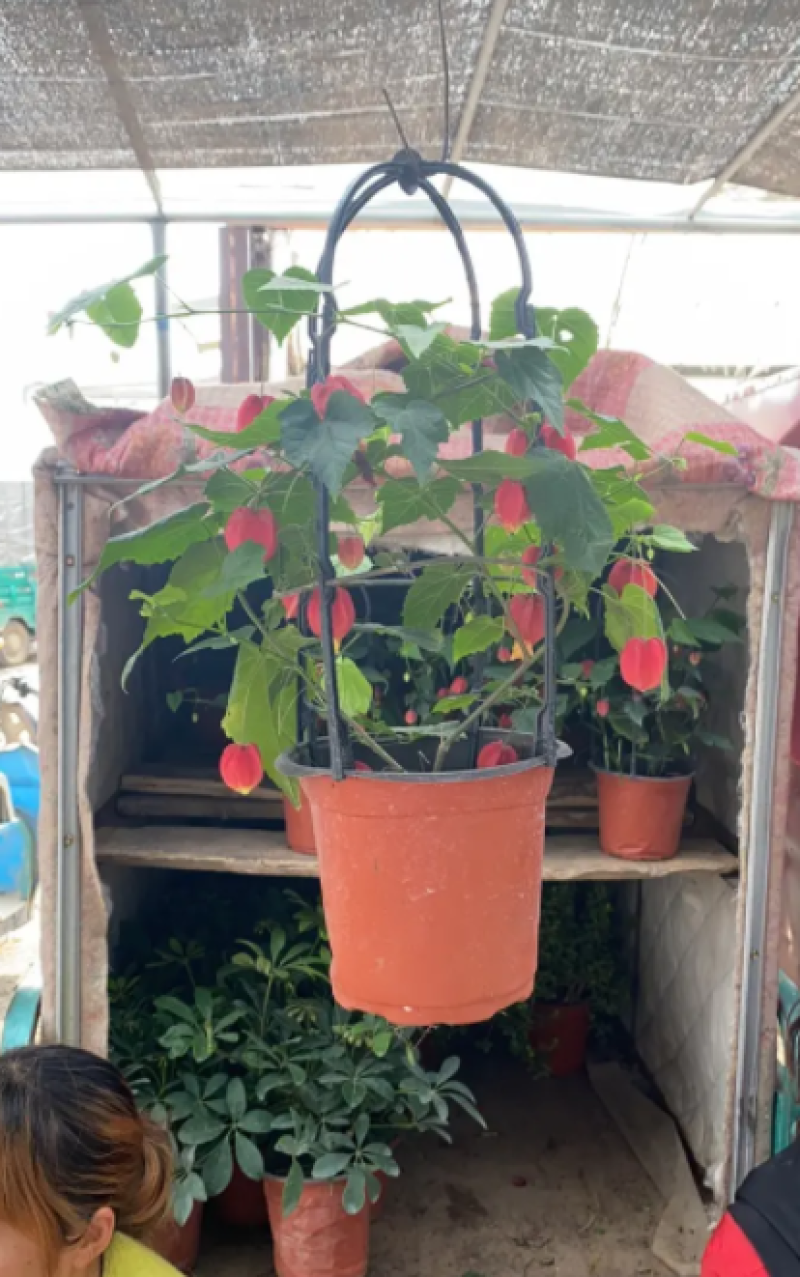 灯笼花，风铃花，一年四季开花灯笼花盆栽基地