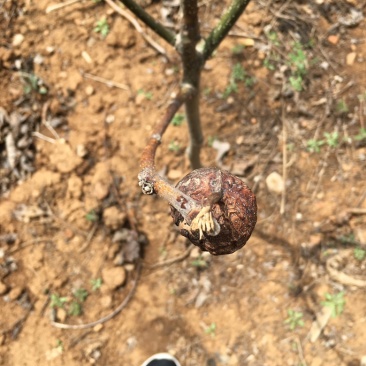 辽系清香纸皮核桃树苗嫁接树苗