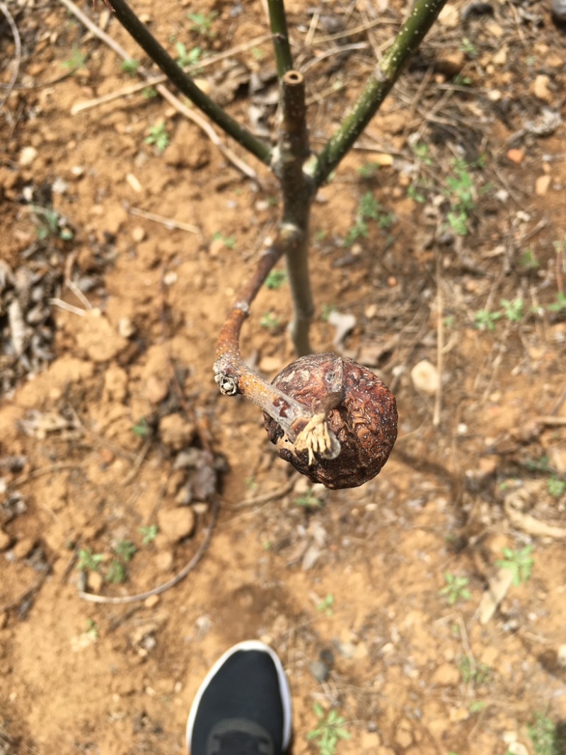 辽系清香纸皮核桃树苗嫁接树苗