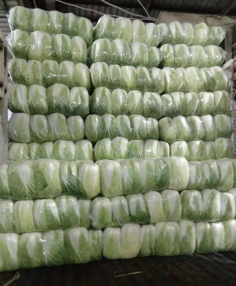 黄心白菜湖北大白菜产地批发量大价优欢迎来电咨询