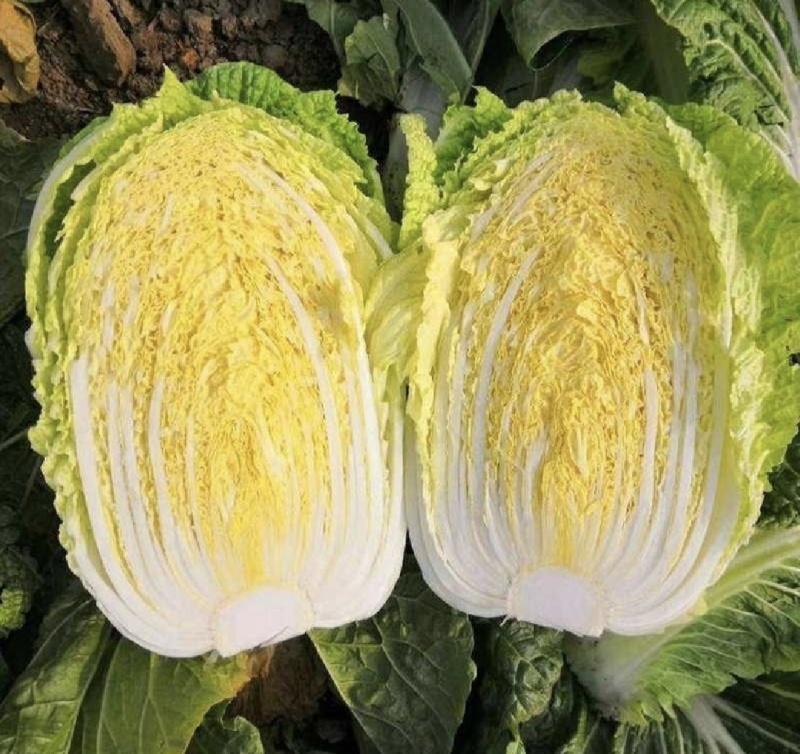 黄心白菜湖北大白菜产地批发量大价优欢迎来电咨询