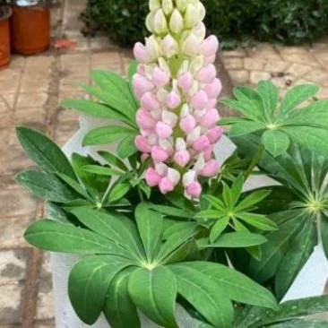 鲁冰花,羽扇豆,鲁冰花盆栽,鲁冰花基地直发量大从优