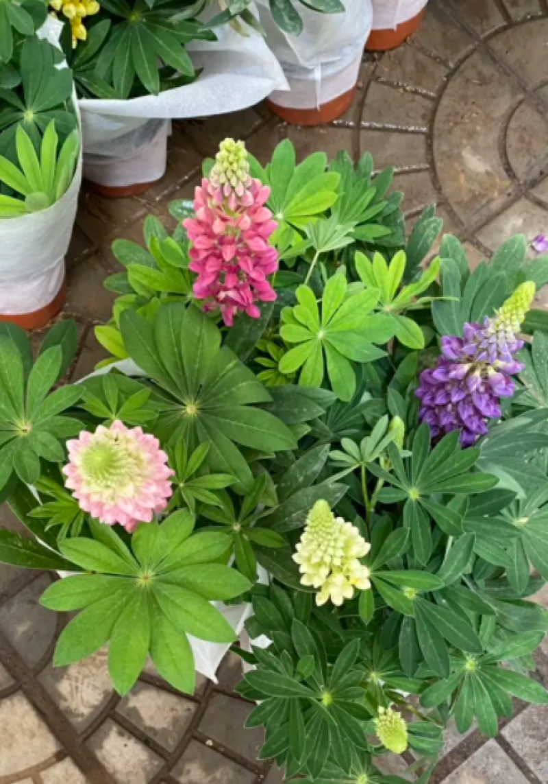 鲁冰花，羽扇豆，鲁冰花盆栽，鲁冰花基地直发量大从优
