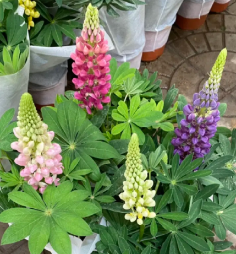 鲁冰花，羽扇豆，鲁冰花盆栽，鲁冰花基地直发量大从优