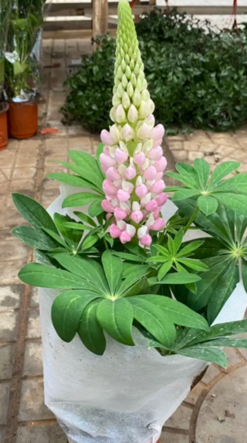 鲁冰花，羽扇豆，鲁冰花盆栽，鲁冰花基地直发量大从优