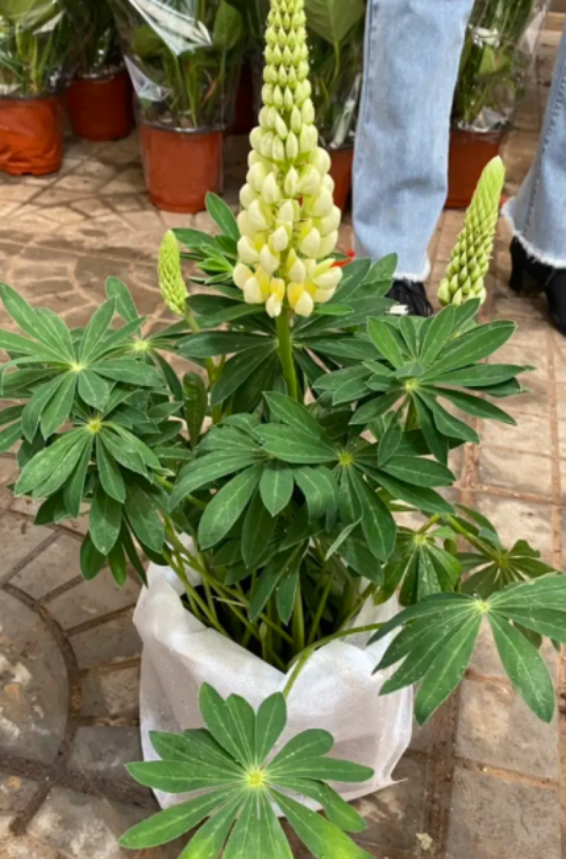 鲁冰花，羽扇豆，鲁冰花盆栽，鲁冰花基地直发量大从优