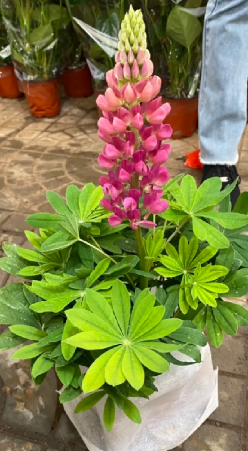 鲁冰花，羽扇豆，鲁冰花盆栽，鲁冰花基地直发量大从优