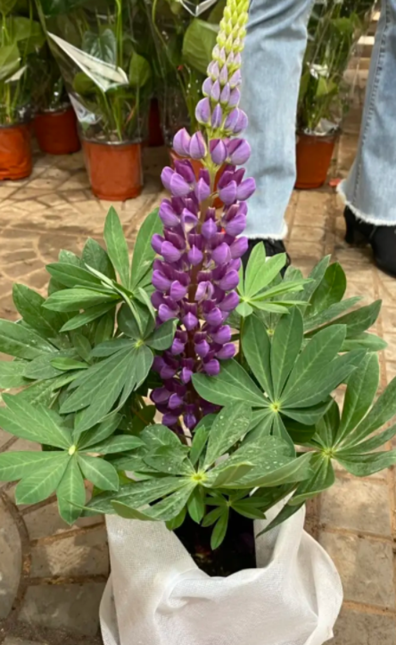 鲁冰花，羽扇豆，鲁冰花盆栽，鲁冰花基地直发量大从优