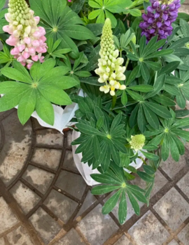 鲁冰花，羽扇豆，鲁冰花盆栽，鲁冰花基地直发量大从优