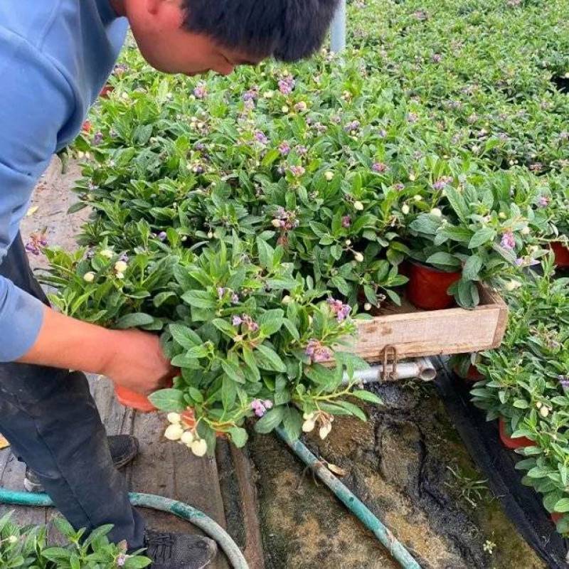 人参果盆栽，盆栽人参果，人参果种植基地，人参果盆景