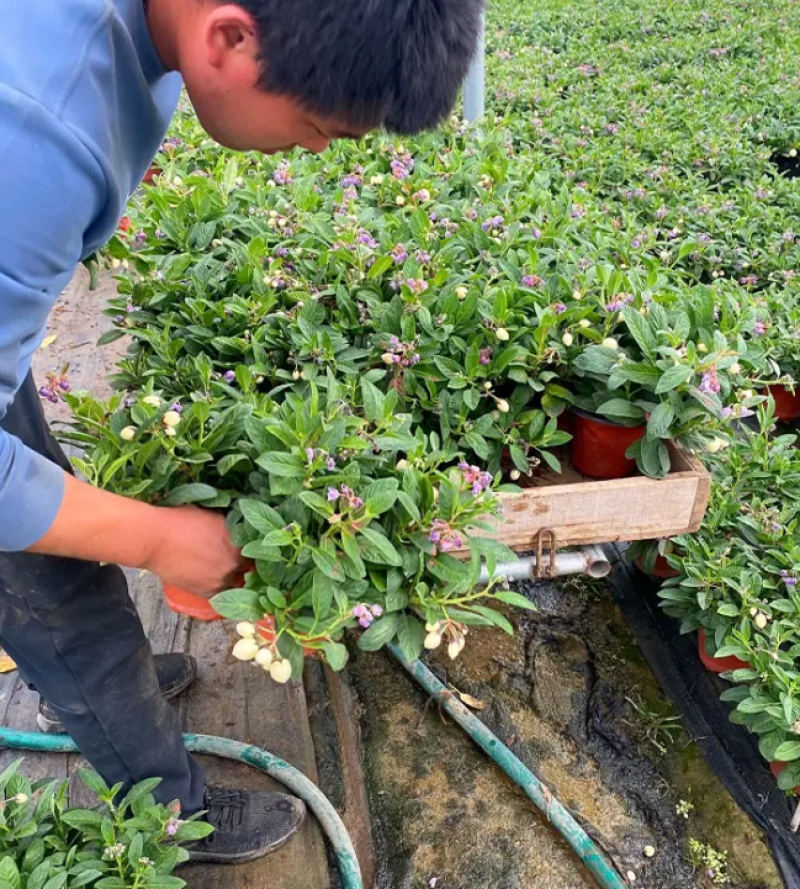 人参果盆栽，盆栽人参果，人参果种植基地，人参果盆景