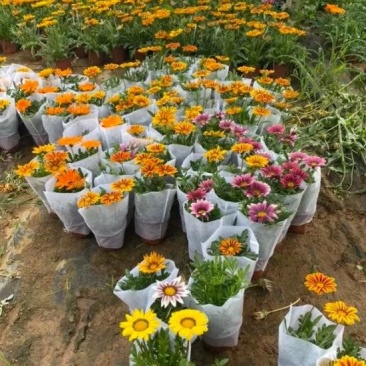 勋章菊,勋章菊种植基地,勋章菊基地,勋章菊混色批